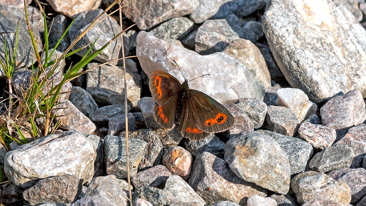 Scotch Argus [Erebia aethiops]