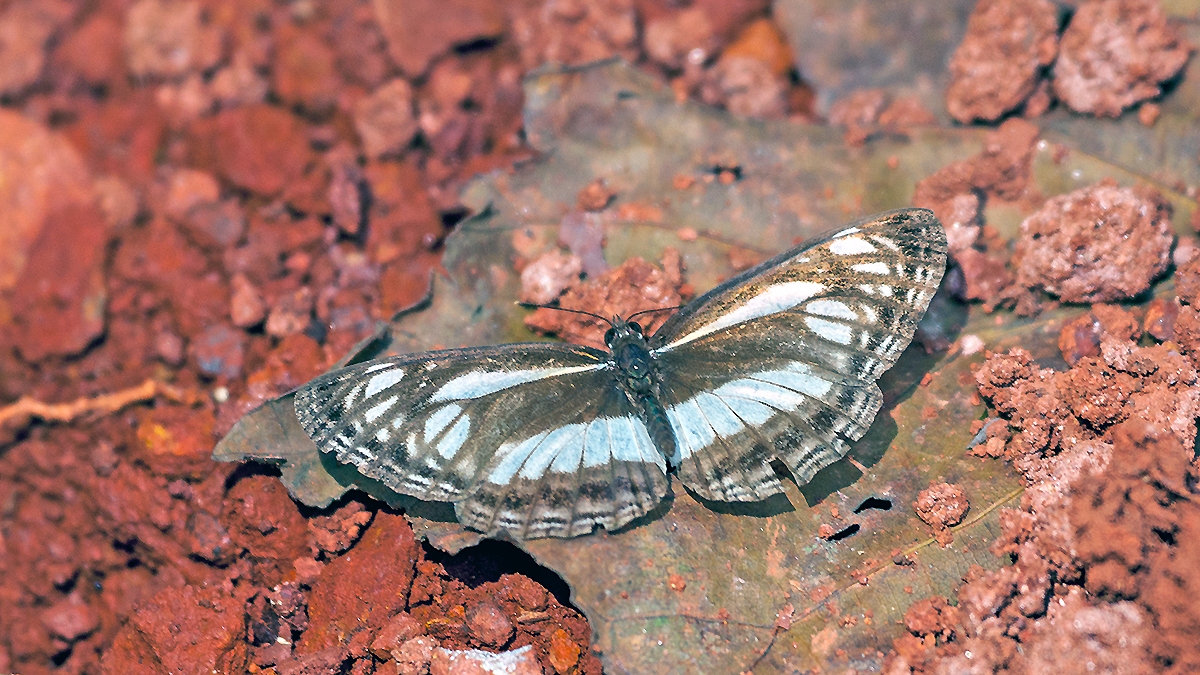 Yellow-base Sailer [Neptis metella]