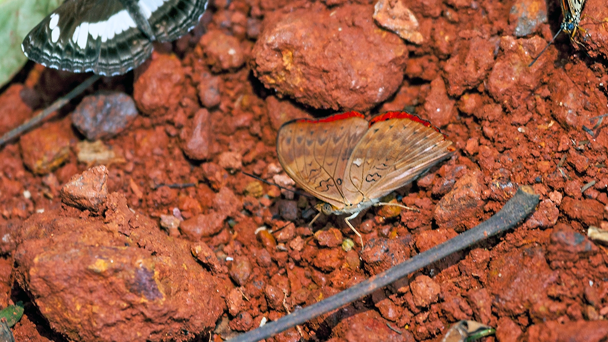 Western Red Glider [Cymothoe mabillei]