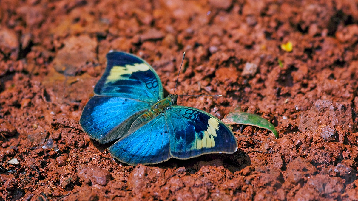 Sophus Forester [Bebearia sophus]