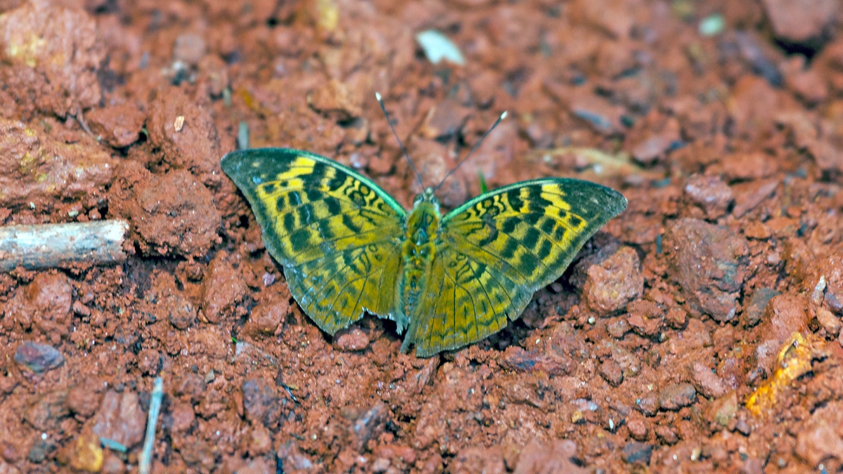 Sophus Forester [Bebearia sophus]