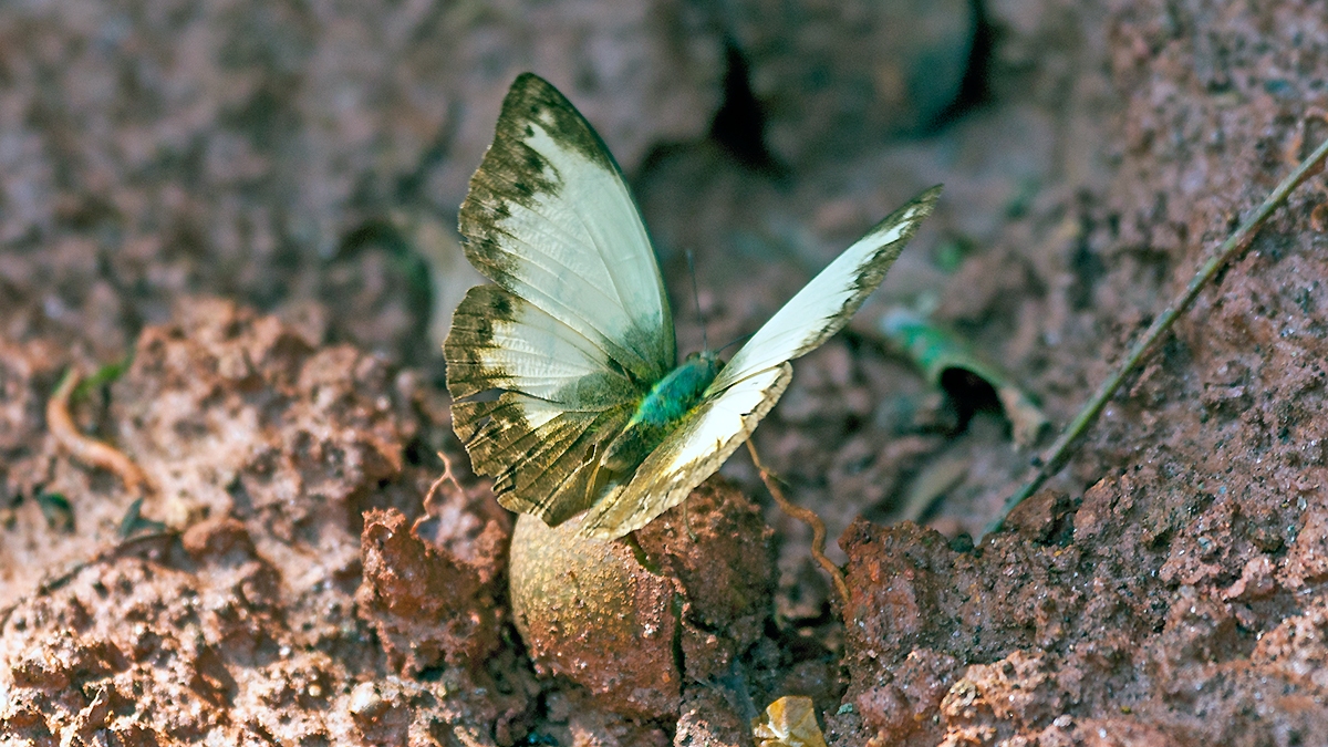 Jodutta Glider [Cymothoe jodutta]