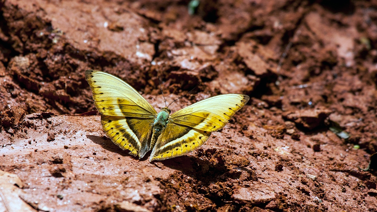 Common Yellow Glider [Cymothoe egesta]