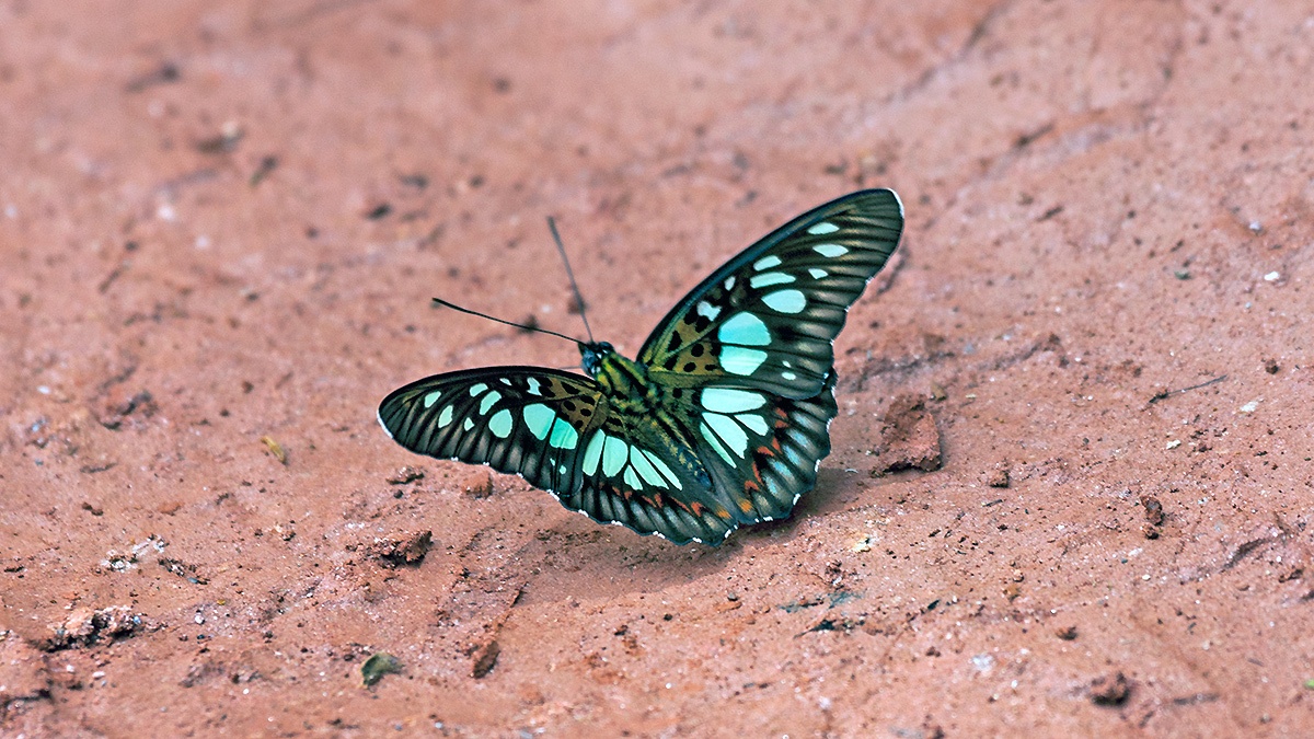 Green False Acraea [Pseudacraea semire]