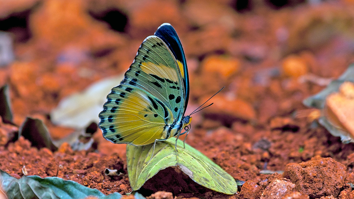 Common Ceres Forester [Euphaedra phaetusa]