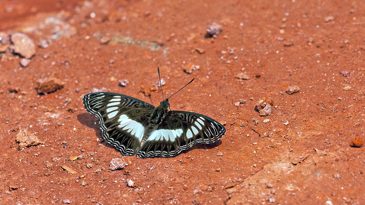 Sibylline False Sergeant [Pseudathyma sibyllina]