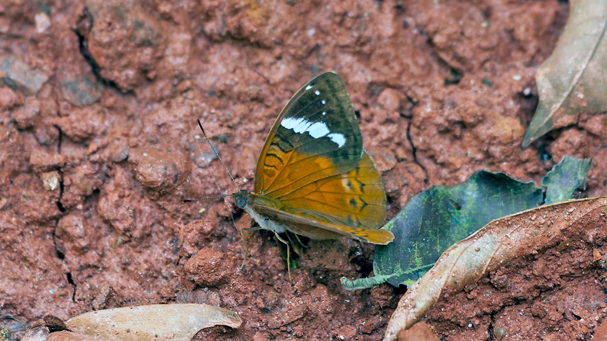 Simple Nymph [Euriphene simplex]