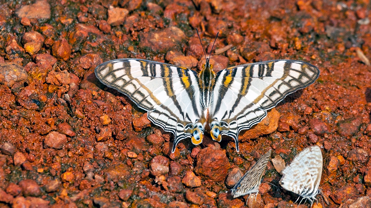 African Map Butterfly [Cyrestis camillus]