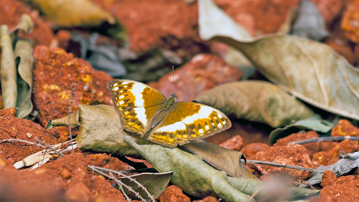Common Glider [Cymothoe caenis]