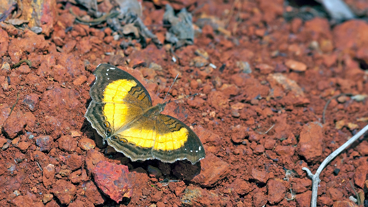 Soldier Pansy [Junonia terea terea]