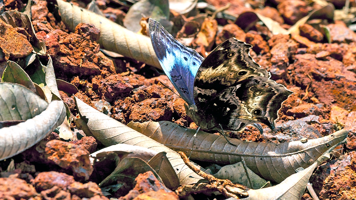 Western Blue Beauty [Protogoniomorpha cytora]