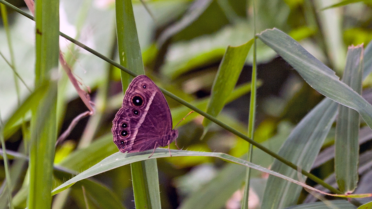 Common Bush Brown [Bicyclus safitza]