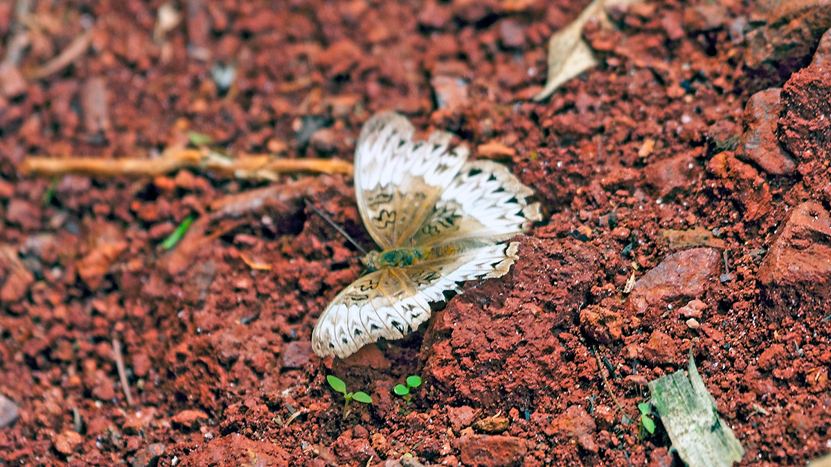Western Red Glider [Cymothoe mabillei]
