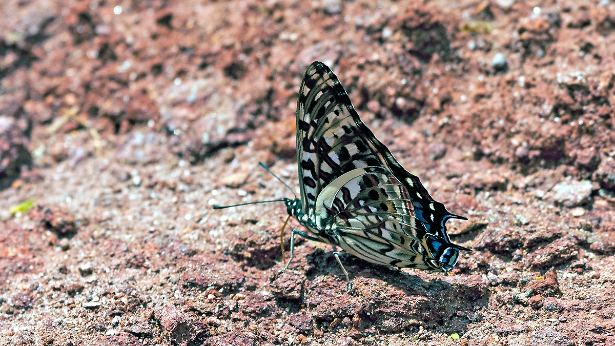 Scarce Forest Emperor [Charaxes etesipe]