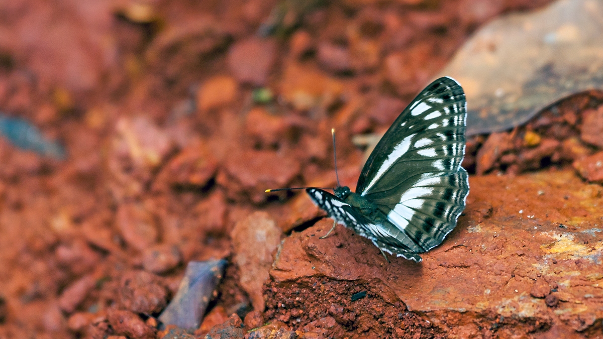 Yellow-base Sailer [Neptis metella]