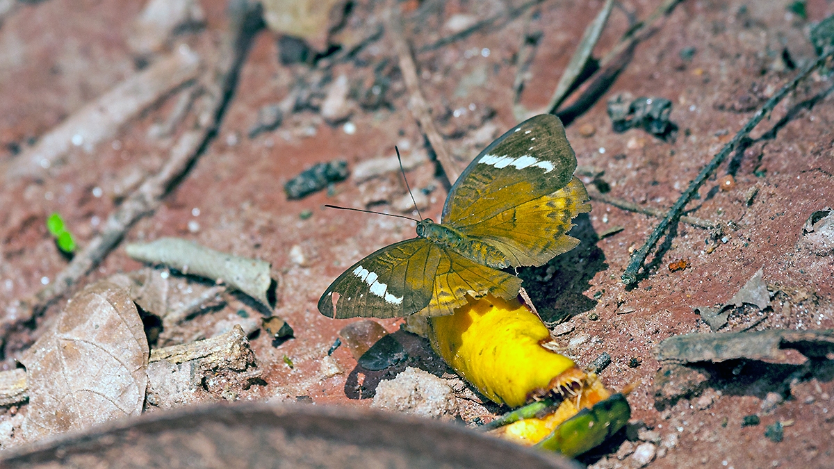 Simple Nymph [Euriphene simplex]