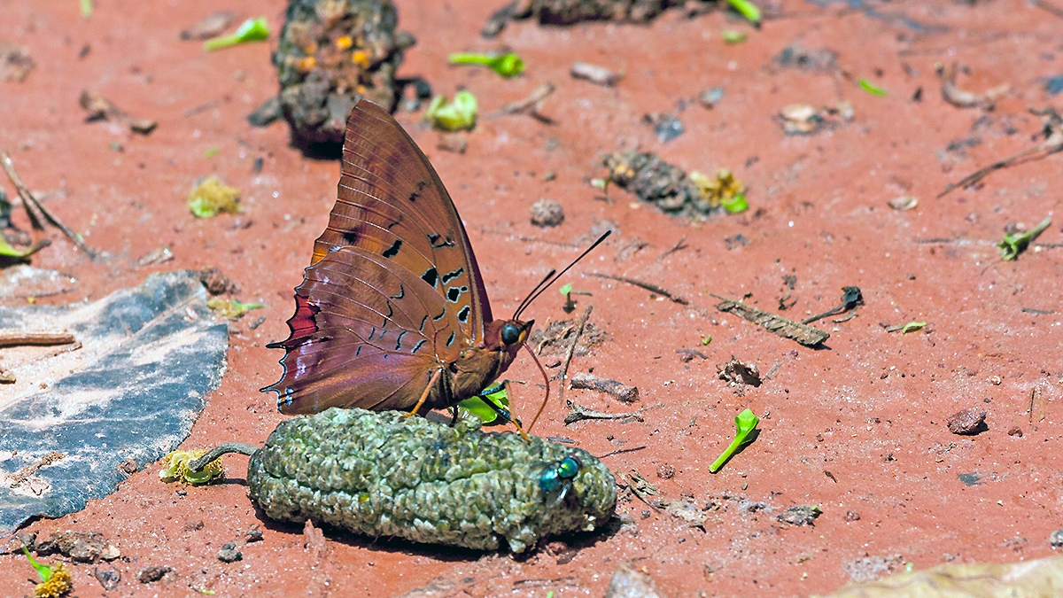 Violet-washed Charaxes [Charaxes lucretius]