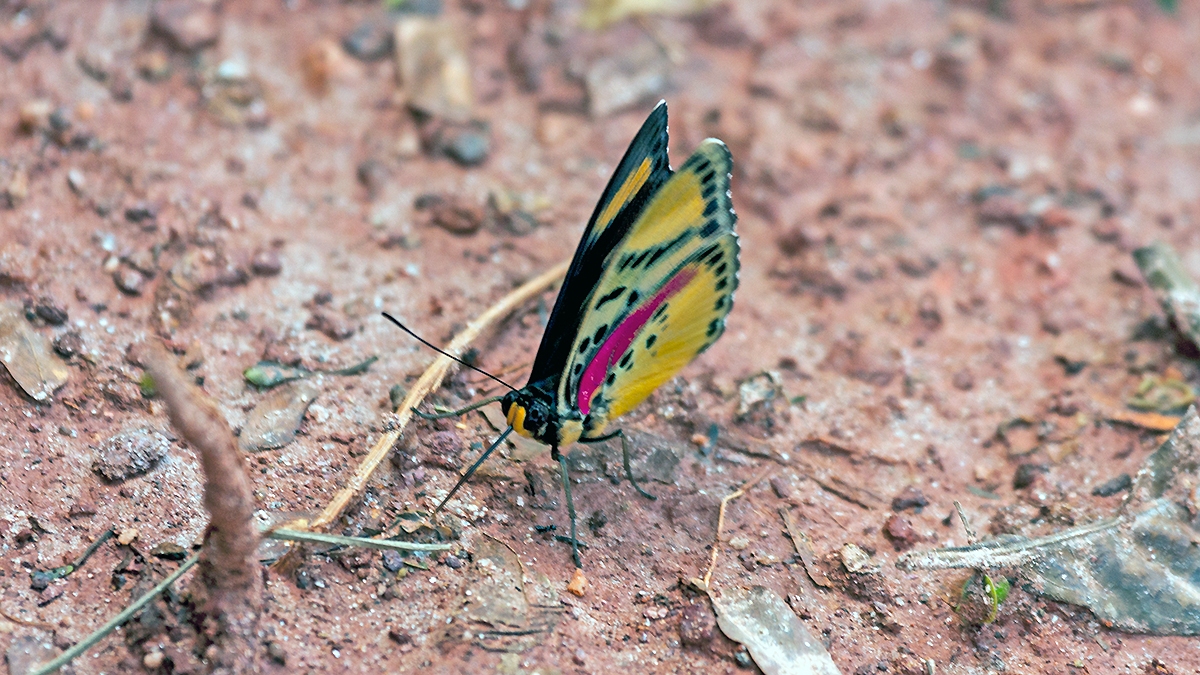 Crocker’s Forester [Euphaedra cf. crockeri]