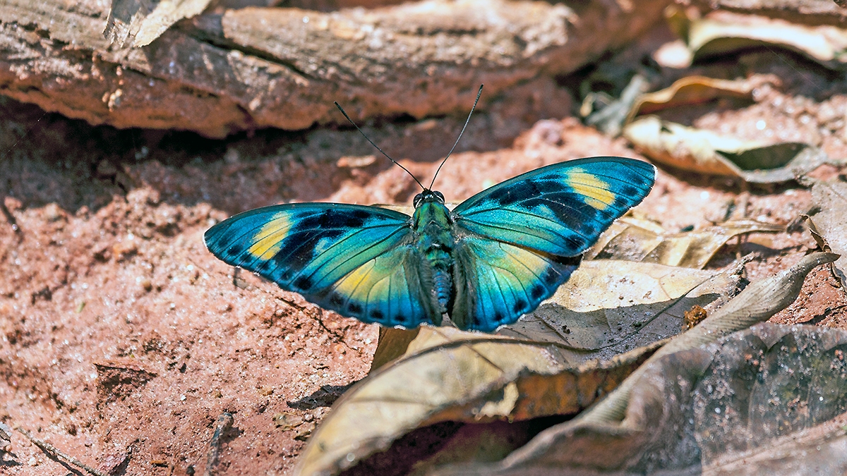 Crocker’s Forester [Euphaedra cf. crockeri]