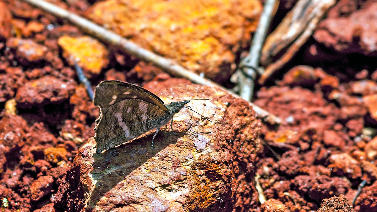Northern African Snout [Libythea labdaca]
