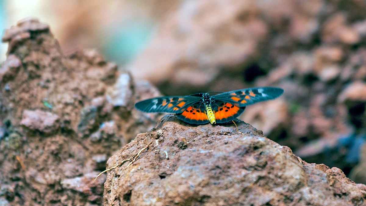 Pharsalus Acraea [Acraea pharsalus]