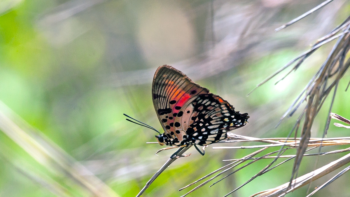 Shining Red Charaxes [Charaxes zingha]