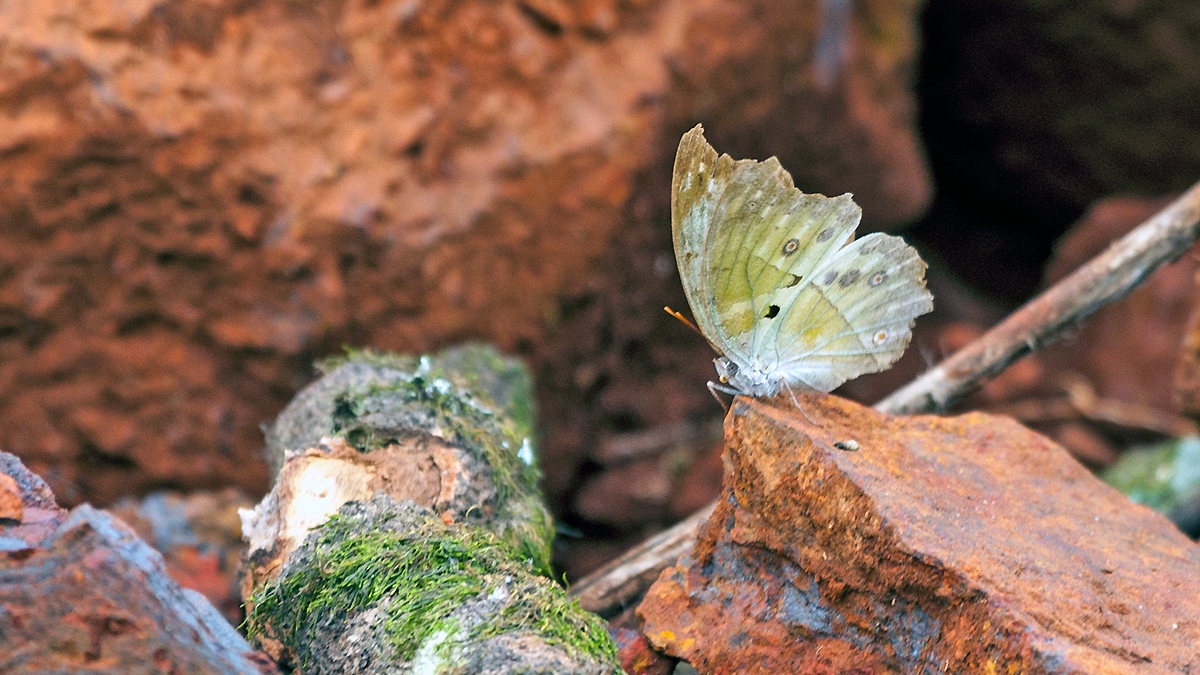 Mother-of-Pearl [Protogoniomorpha parhassus]