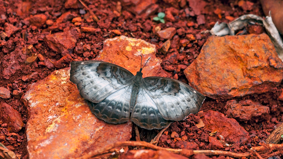 White-banded Castor [Ariadne albifascia]
