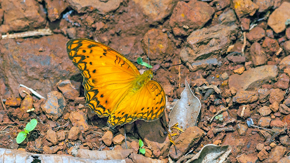 Forest Leopard [Phalanta eurytis]