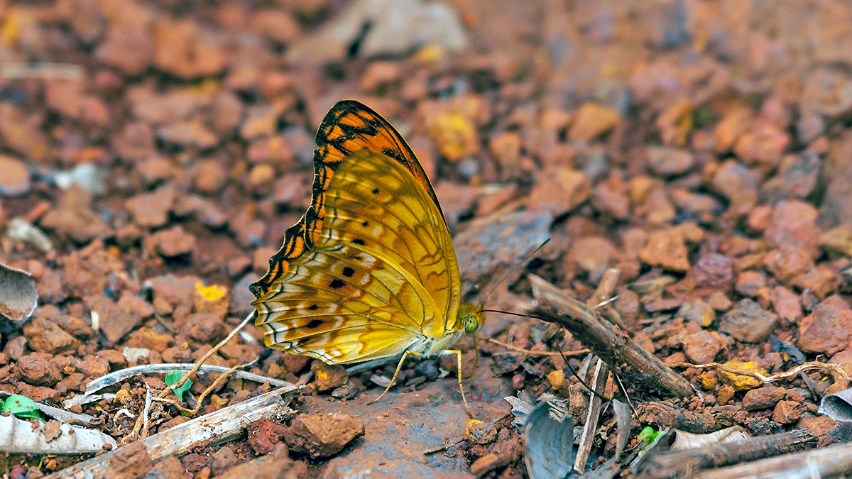 Forest Leopard [Phalanta eurytis]