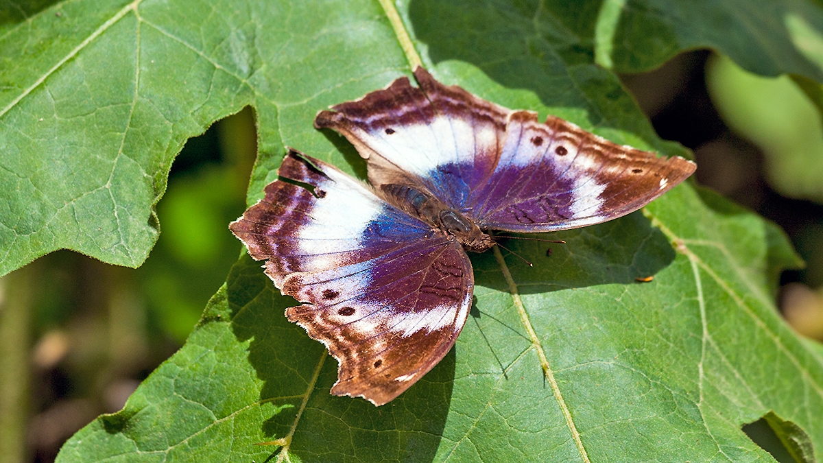 Western Blue Beauty [Protogoniomorpha cytora]