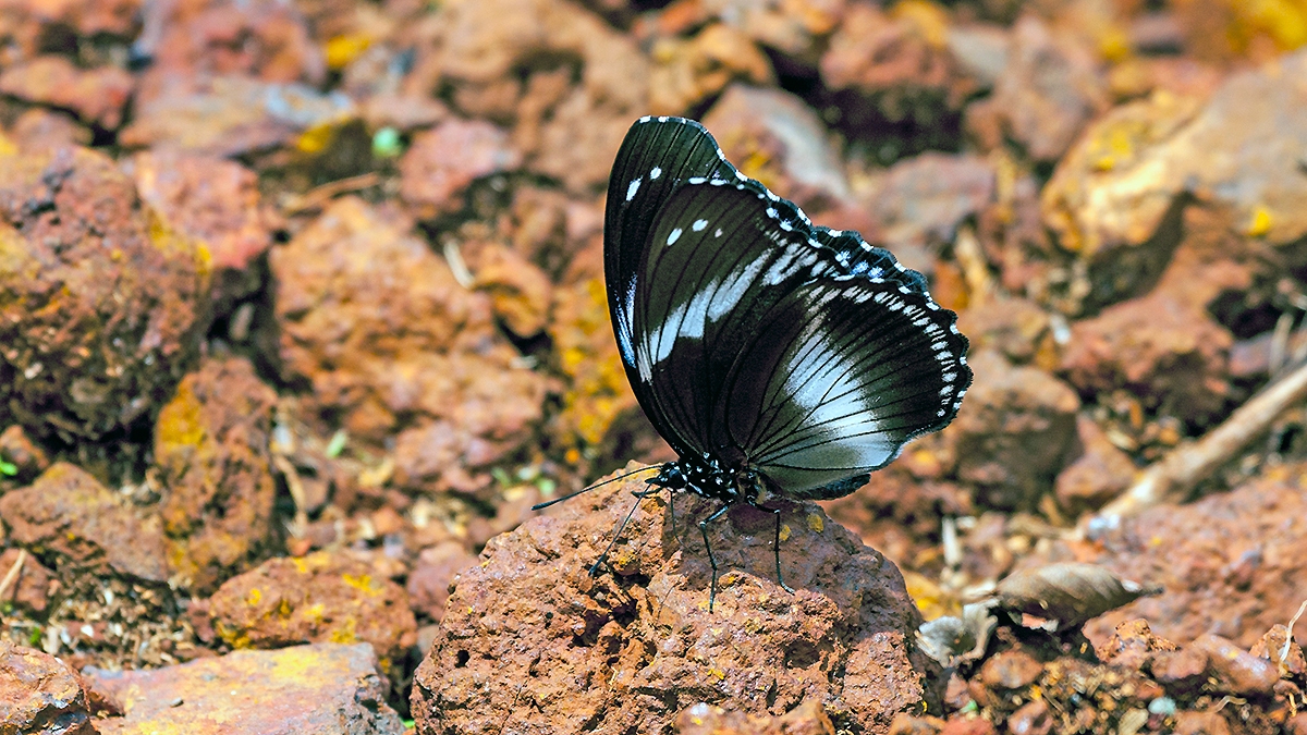 Blue Diadem [Hypolimnas salmacis]
