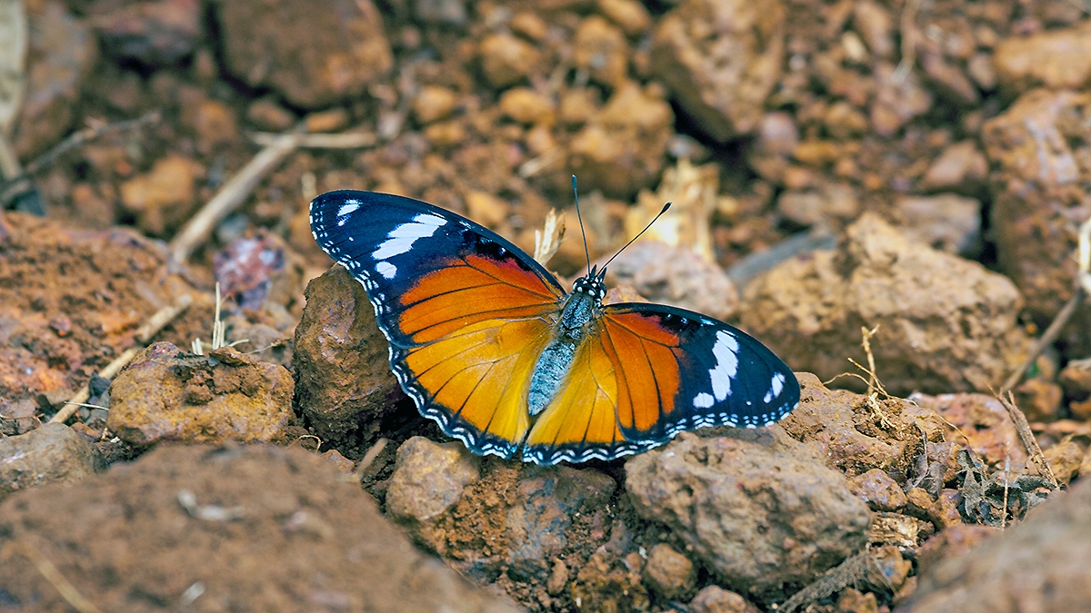 Diadem [Hypolimnas misippus]