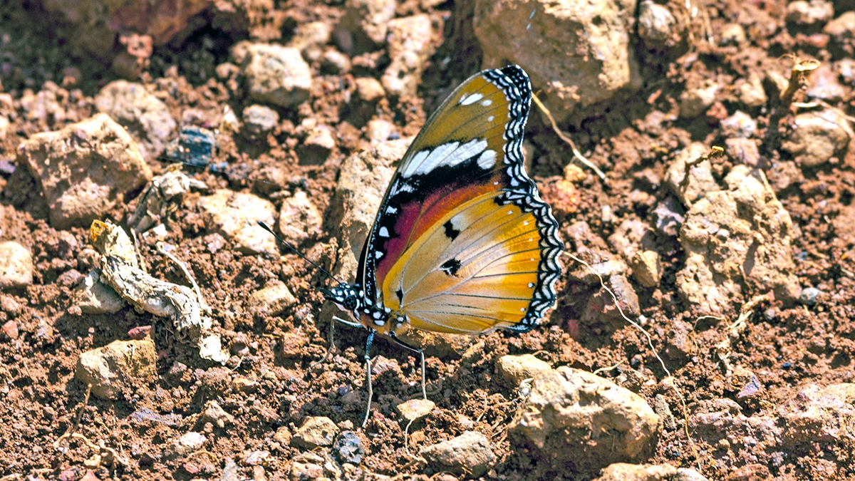 Diadem [Hypolimnas misippus]