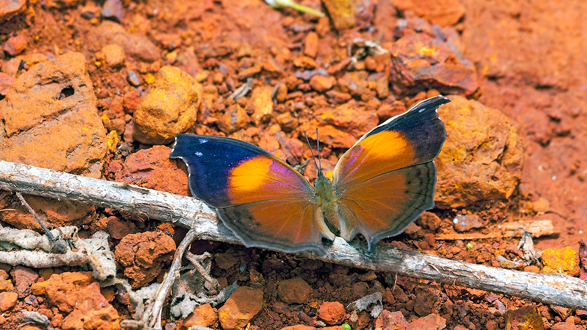 Lilac Beauty [Salamis cacta]