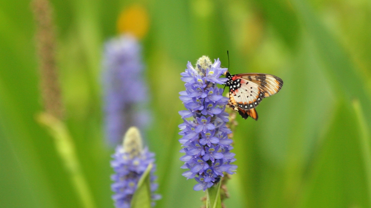Large-spotted Acraea [Acraea zetes acara]