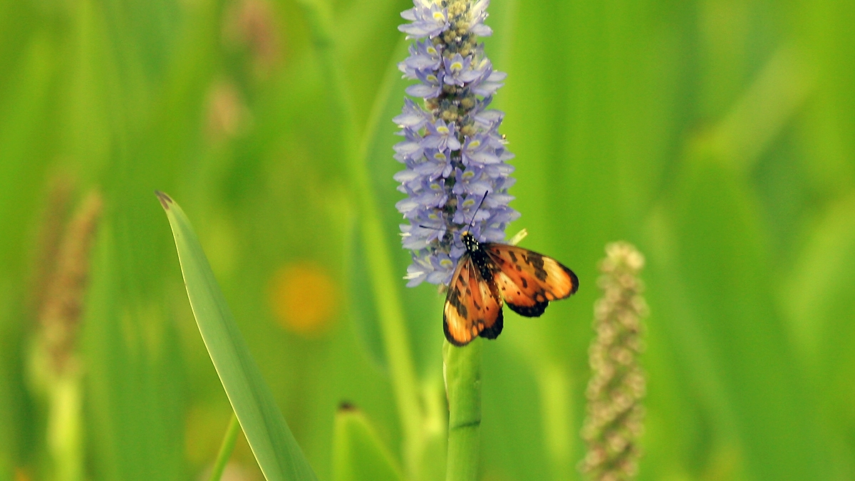 Large-spotted Acraea [Acraea zetes acara]