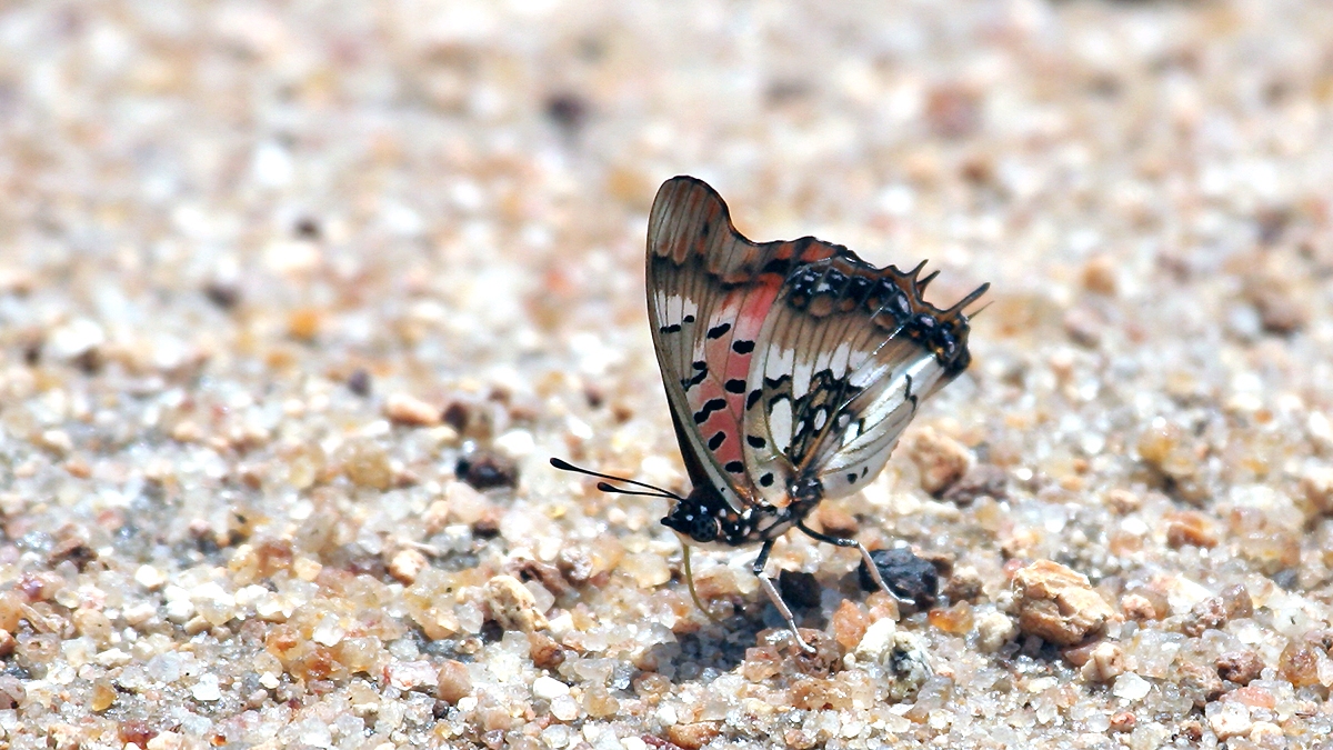 Pearl-spotted Emperor [Charaxes jahlusa]