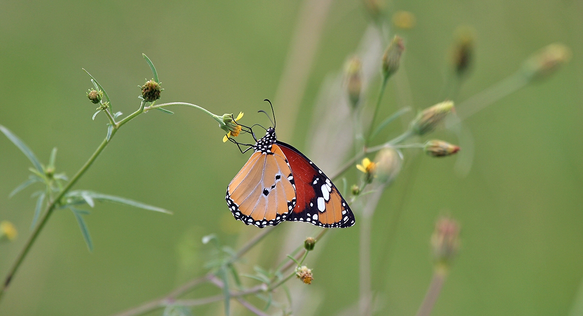 African Monarch [Danaus chrysippus orientis]