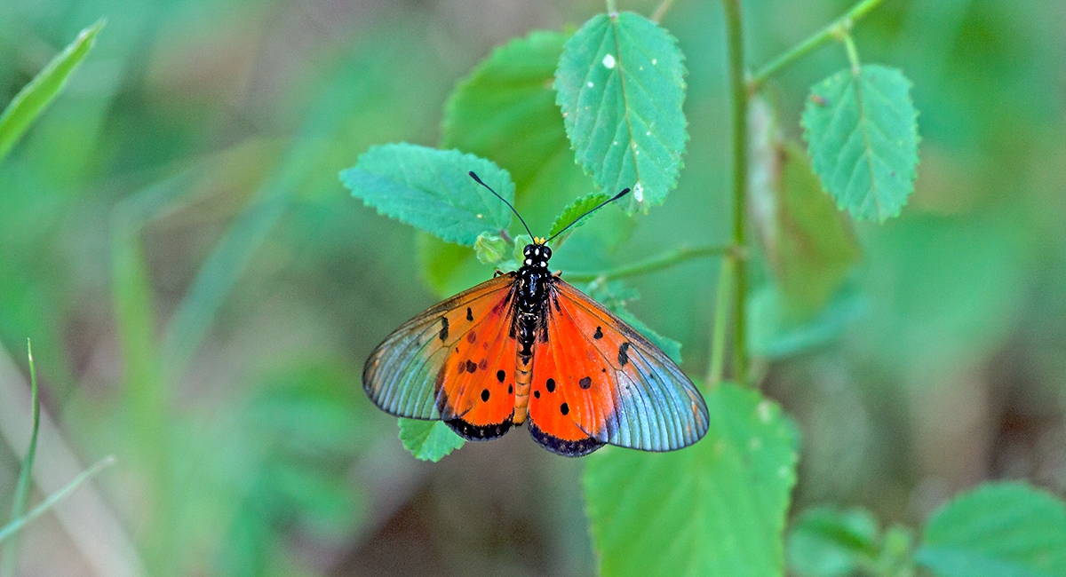 Wandering Donkey Acraea [Acraea neobule]