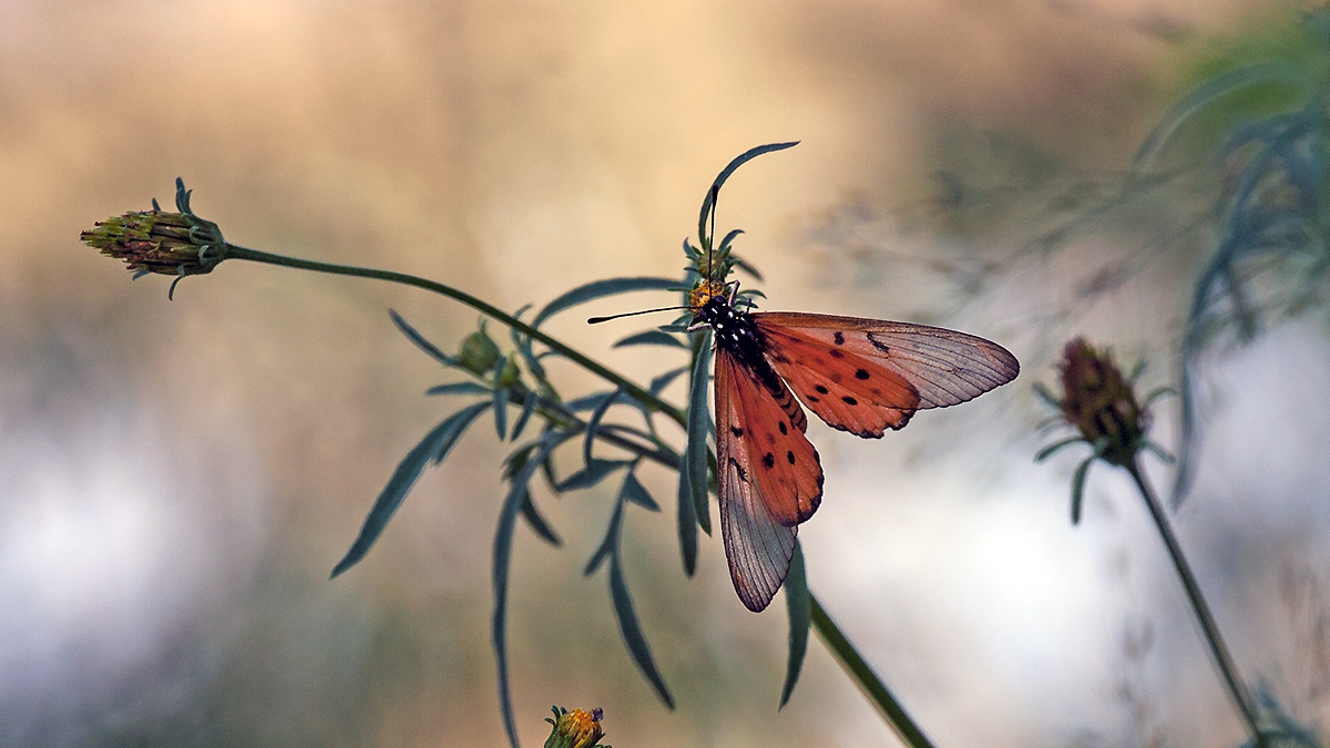 Wandering Donkey Acraea [Acraea neobule]
