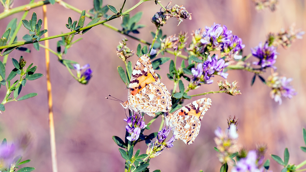 Painted Lady [Vanessa cardui]