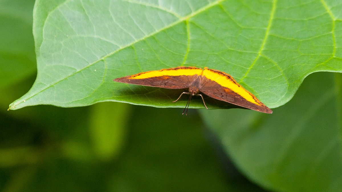 Golden Piper [Eurytela dryope angulata]