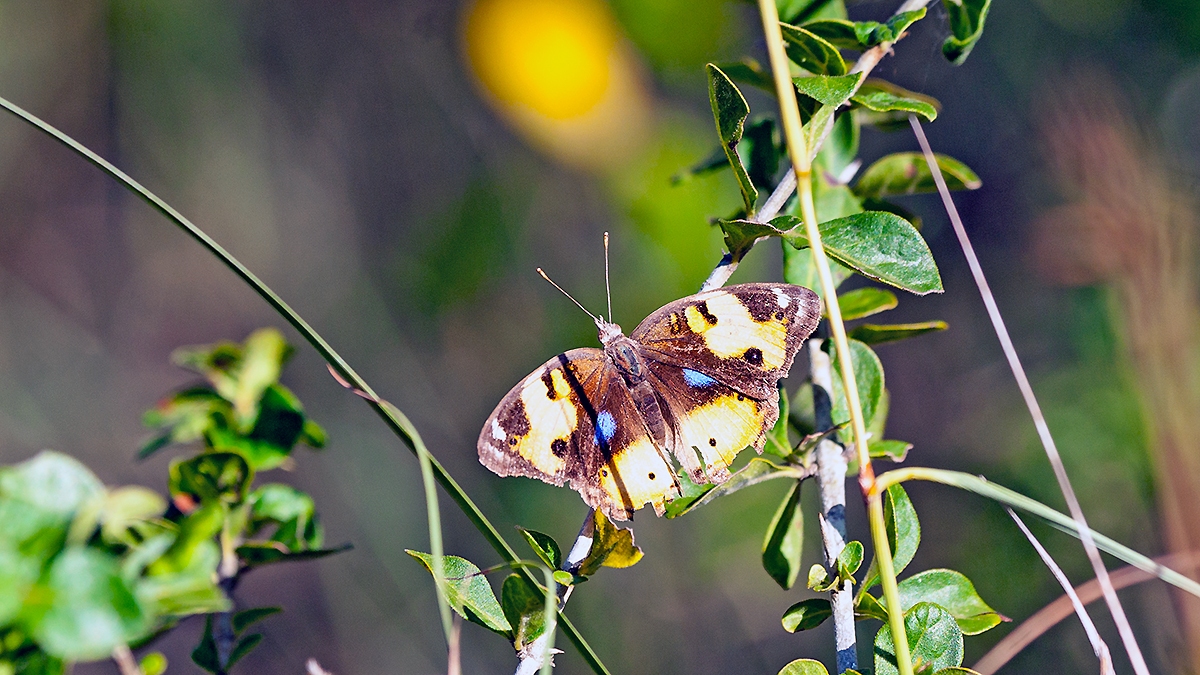 Yellow Pansy [Junonia hierta cebrene]