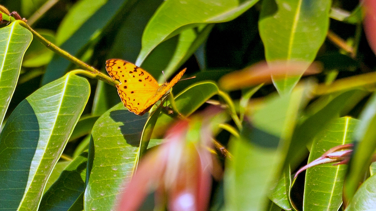 Common Leopard [Phalanta phalantha aethiopica]
