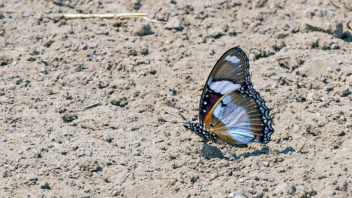 Diadem [Hypolimnas misippus]