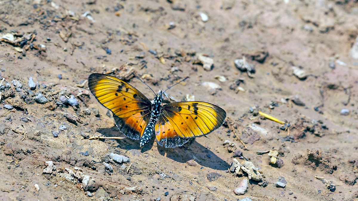 Natal Acraea [Acraea natalica natalica]