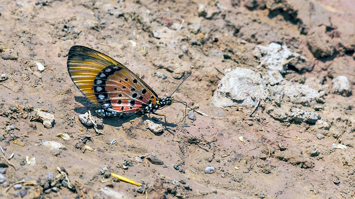 Natal Acraea [Acraea natalica natalica]