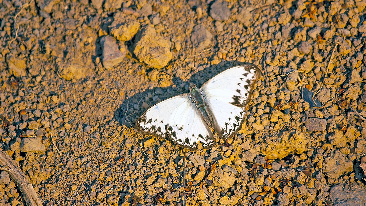 Common Glider [Cymothoe caenis]