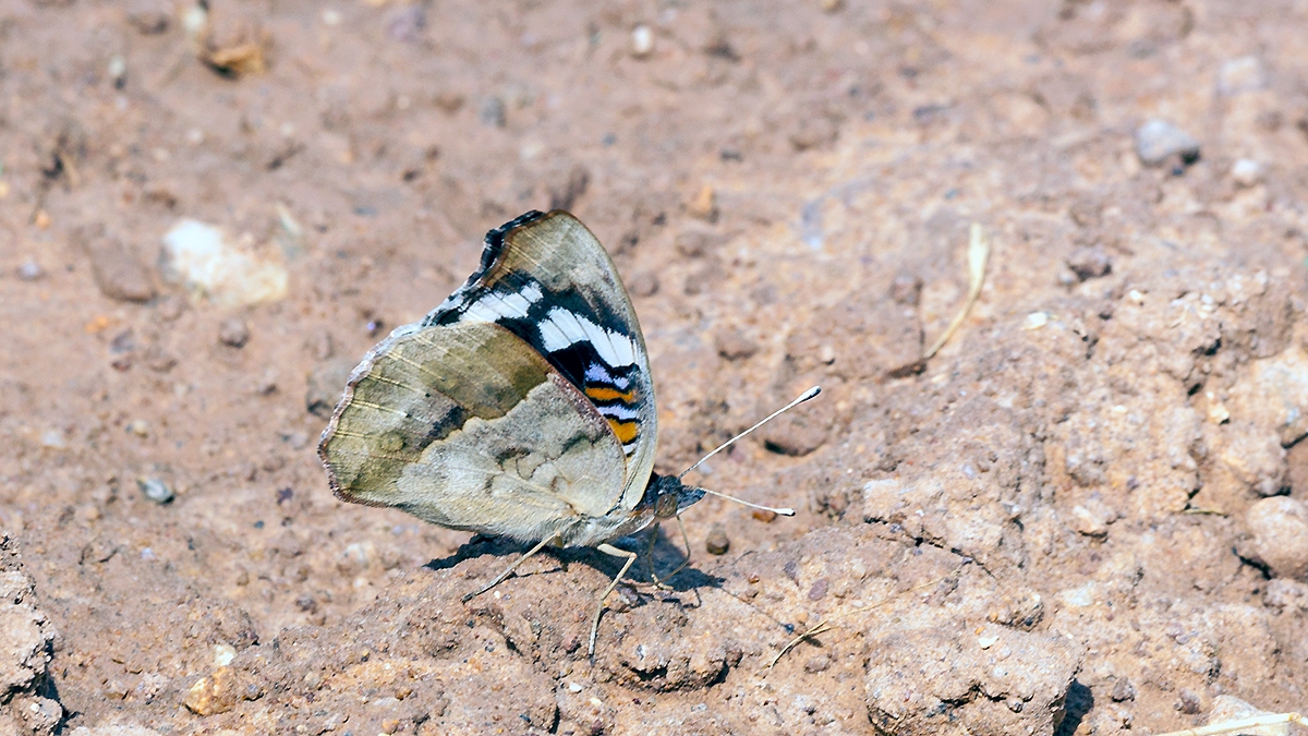 Dark Blue Pansy [Junonia oenone oenone]